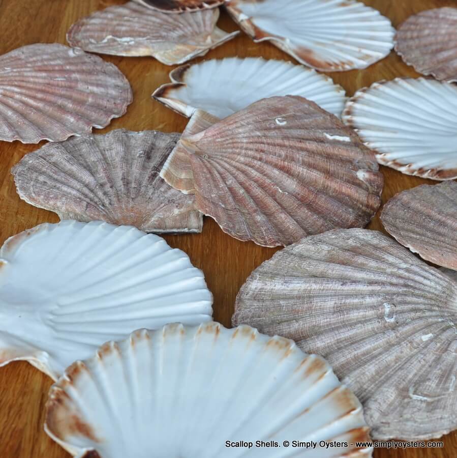 Scallop Shells Buy Online Empty & Clean Shells Simply Oysters